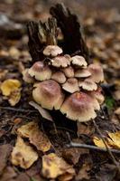 A family of honey agarics growing on a tree trunk forest photography. A group of mushrooms on the bark of a tree in the autumn forest. photo