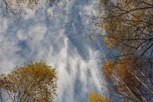 Golden autumn landscape in central Russia. Fall forest on a sunny day. Birch trees with yellow leaves and a bright blue sky. Country landscape with golden trees in October. photo