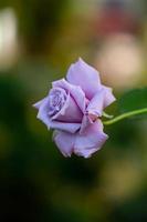 Pale pink rose macro photography in the summer. Light purple garden rose on a green background garden photo. photo