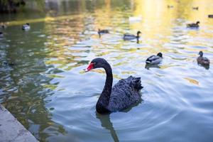 A black swan swims in a pond in a park on an autumn sunny day. A large black bird with a red beak in the water on a summer day. photo