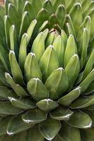 Royal agave plant macro photography in a botanical garden. Green succulent texture close-up photo in a summer day. Agave victoriae-reginae floral poster for wall decor. Queen Victoria agave poster.