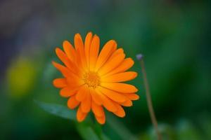 Bright orange calendula flower on a green background in a summer garden macro photography. Orange chamomile close-up photo on a summer day. Botanical photography of a garden flower with orange petals.