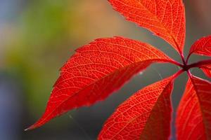 Bright orange leaf of field bindweed on a sunny autumn day macro photography. Orange foliage close-up photography in fall time. Botanical photography of a wild grapes with yellow leaves in sunlight. photo