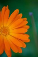 Bright orange calendula flower on a green background in a summer garden macro photography. Orange chamomile close-up photo on a summer day. Botanical photography of a garden flower with orange petals.