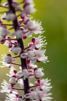 Blossom buddleja plant with small white flowers on a sunny summer day macro photography. Flowering butterfly bush plant with tiny white and purple buds close-up photo in sunlight in autumn garden.