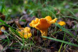 Hongos rebozuelos que crecen en una exuberante hierba verde en una fotografía macro de un día soleado de otoño. rebozuelos de color naranja brillante a la luz del sol en la foto de primer plano del bosque de otoño.