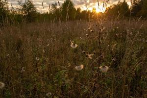 A field with dry plants in the rays of the setting autumn sun. Autumn field before sunset on a sunny fall day. The field is backlight in the evening. photo