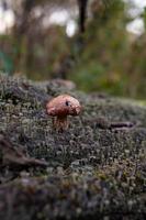 Very small mushroom with a brown cap growing on a tree trunk in an autumn day macro photo. A close-up photography of a toadstool standing on the textured bark of a fallen tree photo