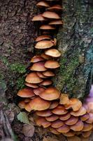 A family of honey agarics growing on a tree trunk forest photography. A group of mushrooms on the bark of a tree in the autumn forest. photo
