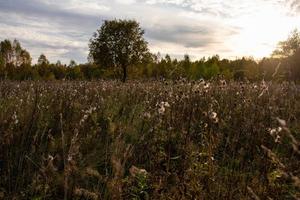 A field with dry plants in the rays of the setting autumn sun. Autumn field before sunset on a sunny fall day. The field is backlight in the evening. photo