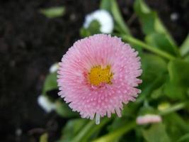 margarita rosa claro. flor de jardin foto