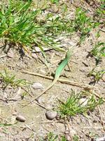 Cute green lizard photo