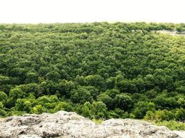 Background of green treetops photo