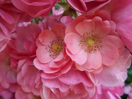 Beautiful pink flowers photo