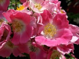 Beautiful pink flowers photo