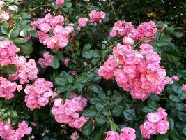 Beautiful pink roses photo