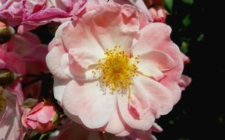 Beautiful pink roses photo