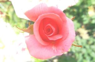 Beautiful pink rose in the sunlight. background photo