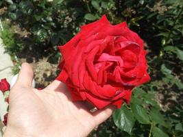 A red rose. The flower begins to wither in the heat photo