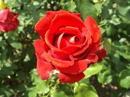 A red rose. A beautiful flower photo