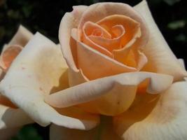 A wonderful rose in the garden photo