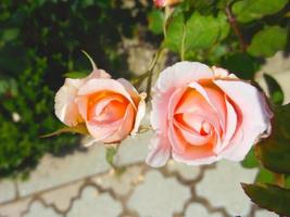 Beautiful roses in the garden photo