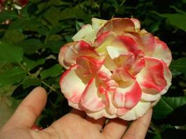 Charming rose in the garden wilts from the heat photo