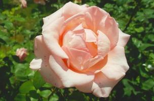 Charming rose in the garden photo