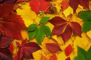 hojas de otoño como fondo foto