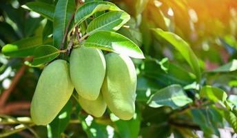 mango colgado en el árbol de mango con fondo de hoja en el jardín de frutas de verano, fruta de mango verde crudo joven foto