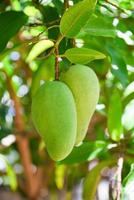 mango colgado en el árbol de mango con fondo de hoja en el jardín de frutas de verano, fruta de mango verde crudo joven foto