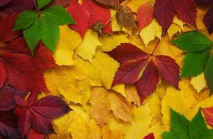 Autumn leaves as a background photo