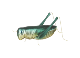 grasshopper iron isolated on white background with cut out png