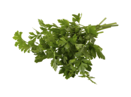 cilantro aislado sobre fondo blanco con trazado de recorte png