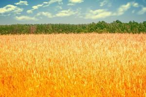 spikelets of wheat on a background summer landscape photo