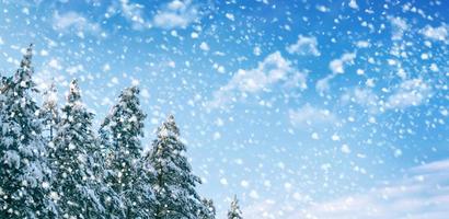 Frozen winter forest with snow covered trees. photo