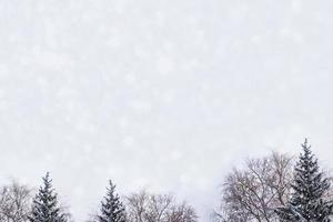 Blurred. Frozen winter forest with snow covered trees. photo