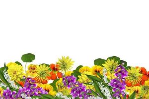 flowers isolated on white background photo