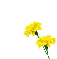 bright colorful flowers marigolds isolated on white background photo