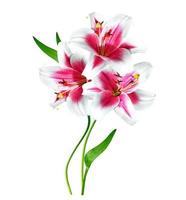 Flower lily isolated on white background. photo