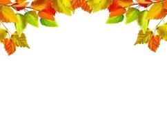 autumn leaves isolated on white background. photo