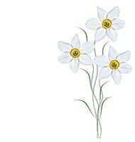 spring flowers narcissus isolated on white background photo