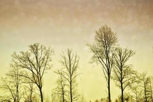 Silhouette of tree branches against the background of a winter landscape. photo