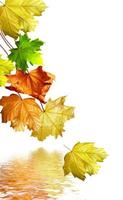 autumn leaves isolated on white background photo