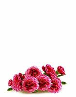 Carnation flowers. floral background photo