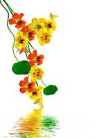 nasturtium flowers isolated on white background photo