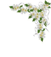 branch of jasmine flowers isolated on white background photo