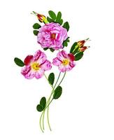 Dog rose flowers on a white background photo