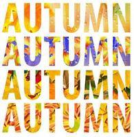 Texto de coloridas hojas de otoño aislado sobre fondo blanco. foto