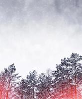 forest in the frost. Winter landscape. Snow covered trees. photo